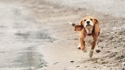 Beagle puppy running on the beach.