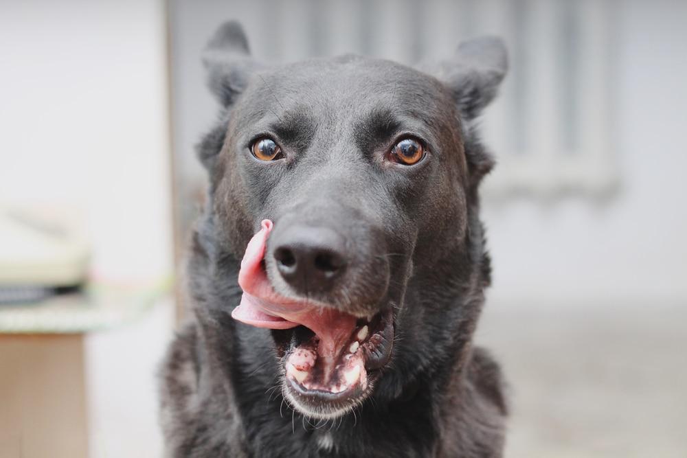 Perro negro con la lengua fuera lamiéndose un lado de la boca.