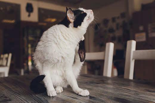 Gato blanco y negro se rasca el cuello sobre una mesa. 