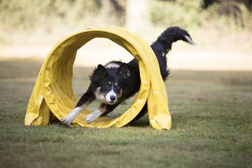 Border Collie corriendo por un túnel de agilidad