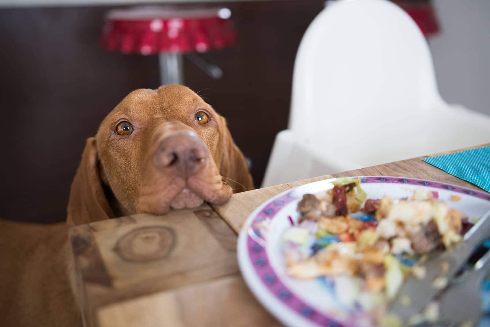perro-marrón-suplicando-en-la-mesa-SW Perro apoyado sobre la mesa mirando los alimentos de un humano.