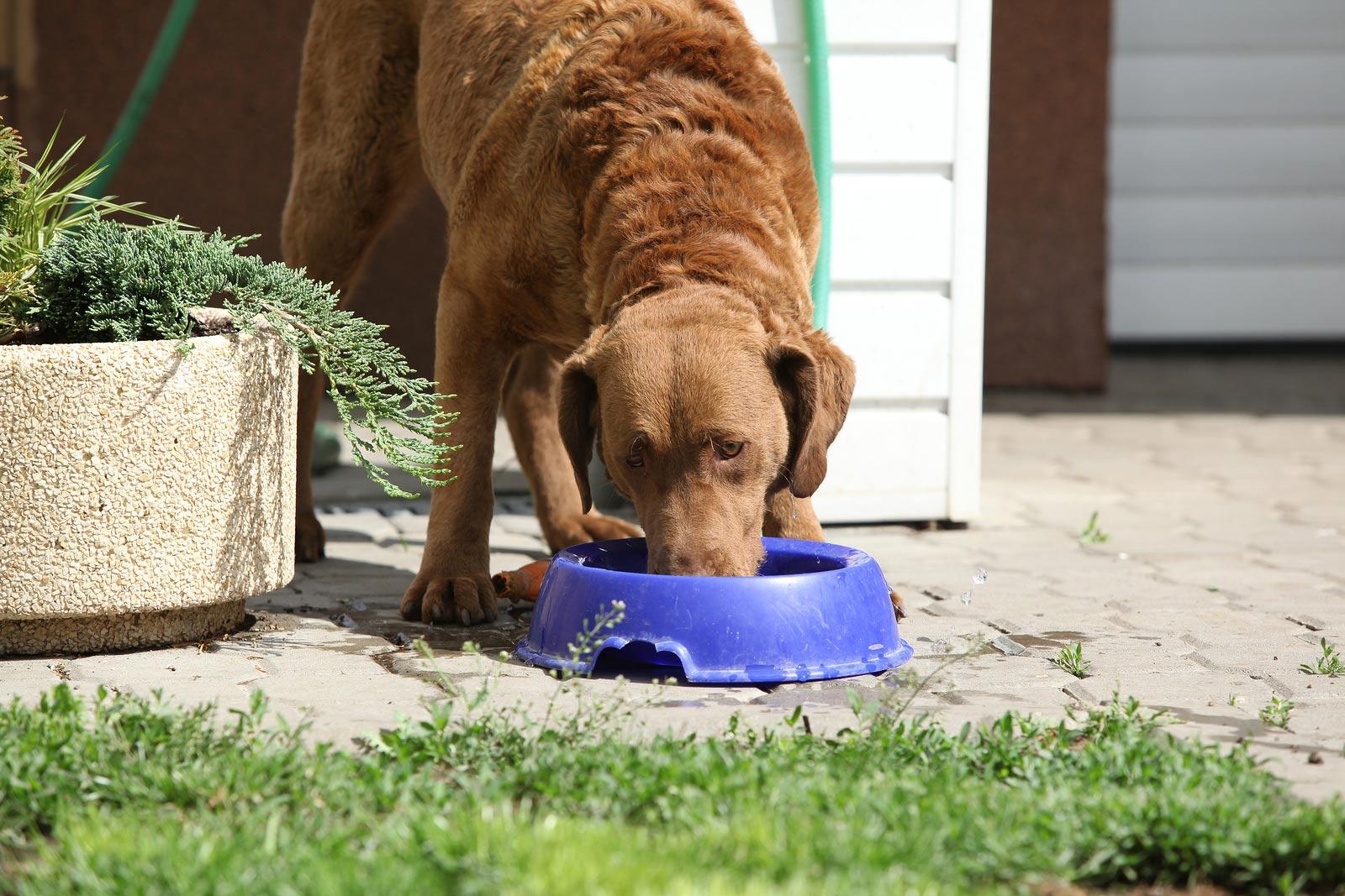 Perro marrón comiendo de un cuenco azul en el jardín.
