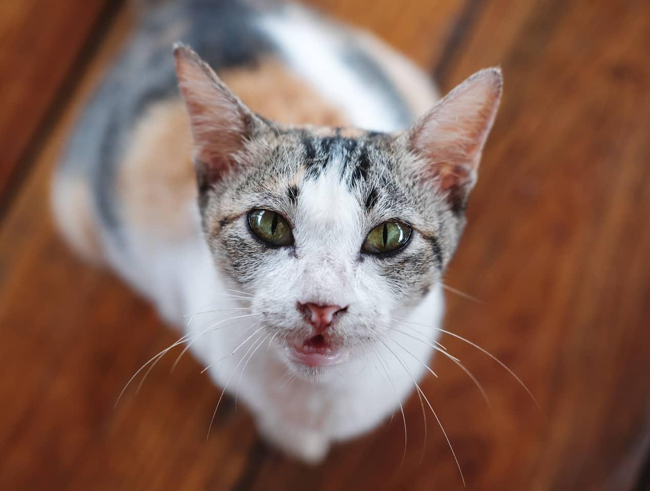 Gato tricolor mirando hacia arriba con suelos de madera al fondo Gato tricolor mirando hacia arriba con suelos de madera al fondo.