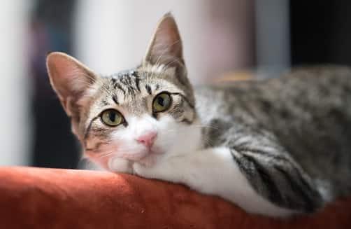 gato relajado en respaldo de sofá