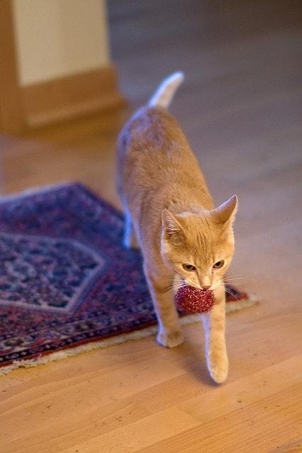 gato-jugando-a-buscar-la-pelota Gato naranja con una pelota en la boca.