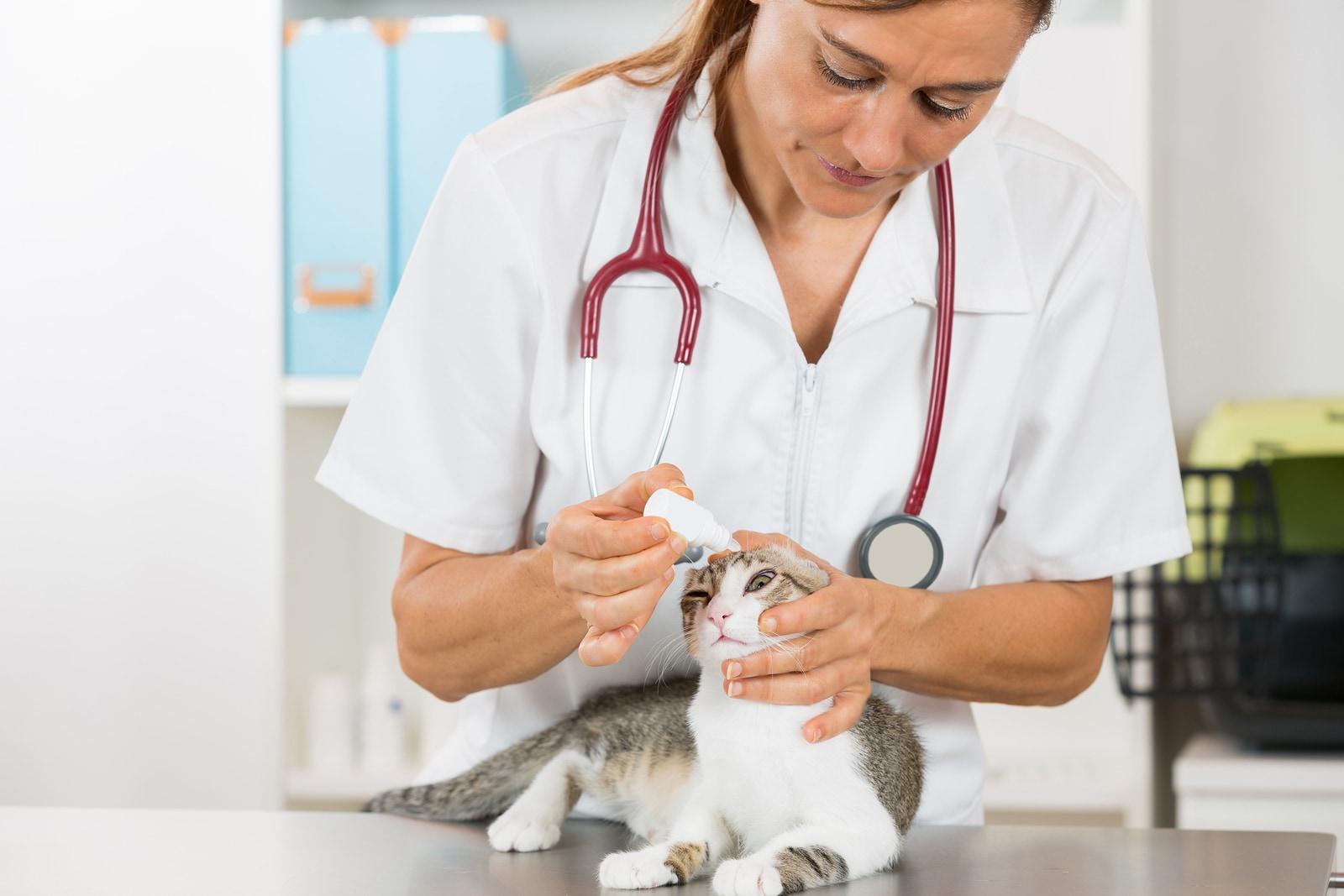 Veterinary placing a few drops of eye drops cat