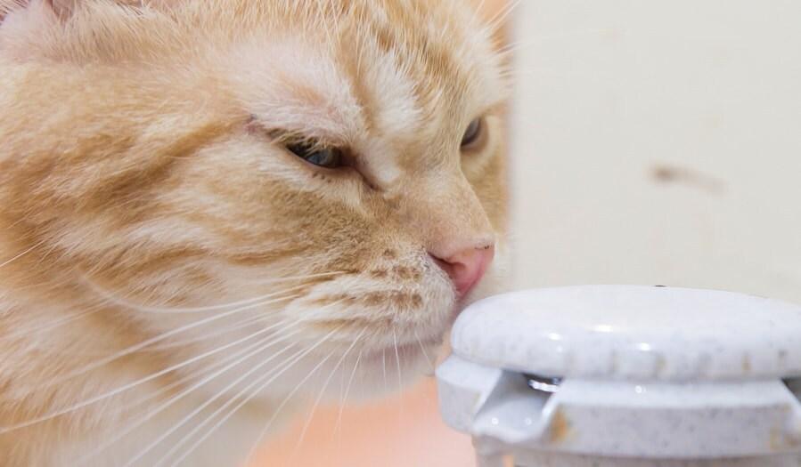 Un gato naranja olisquea la parte superior de una bomba de agua automática