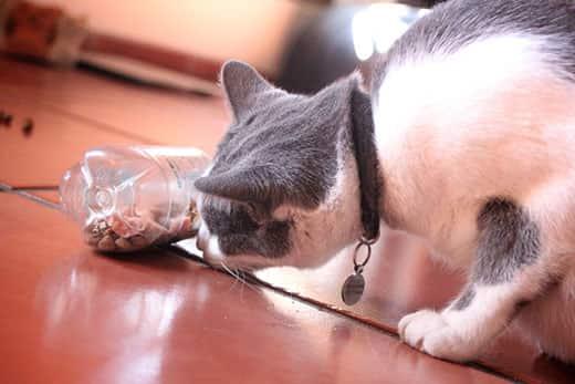 Gato gris y blanco olfateando una botella de agua de plástico utilizada como rompecabezas de alimentos con una bolita de alimento seco dentro.