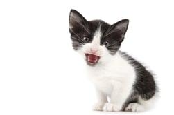 comida para gatos gatito blanco y negro comida para gatos gatito blanco y negro