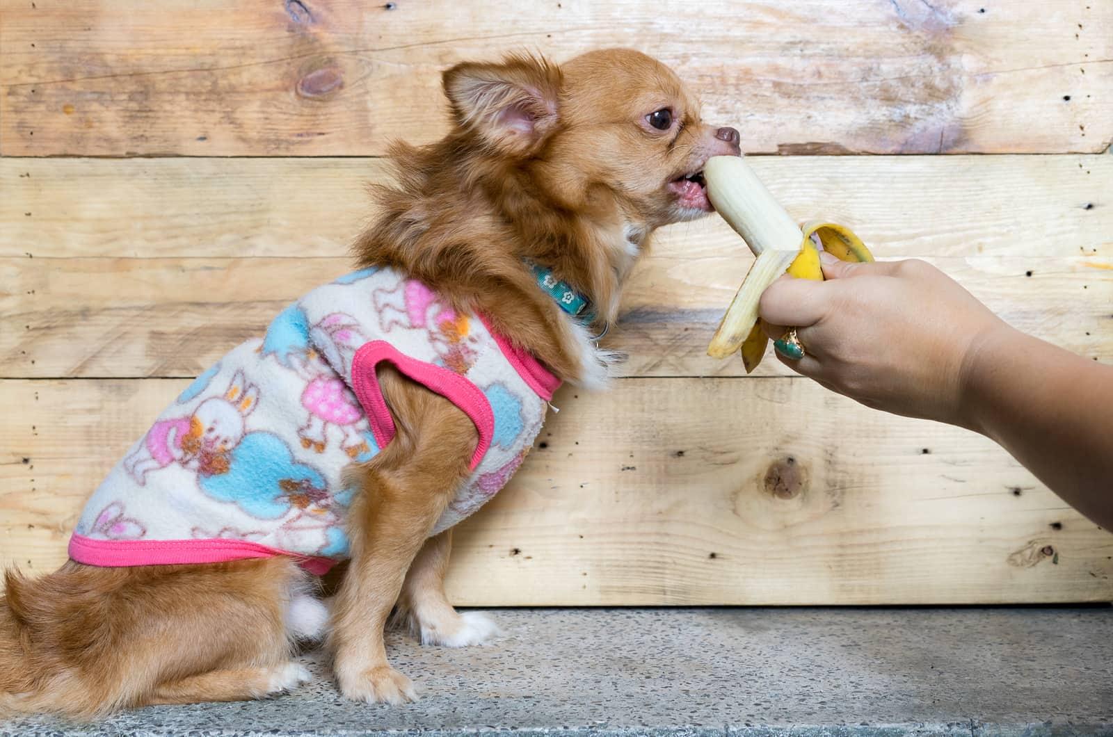 Un chihuahua marrón de pelo largo con jersey rosa come un plátano directamente de la mano.