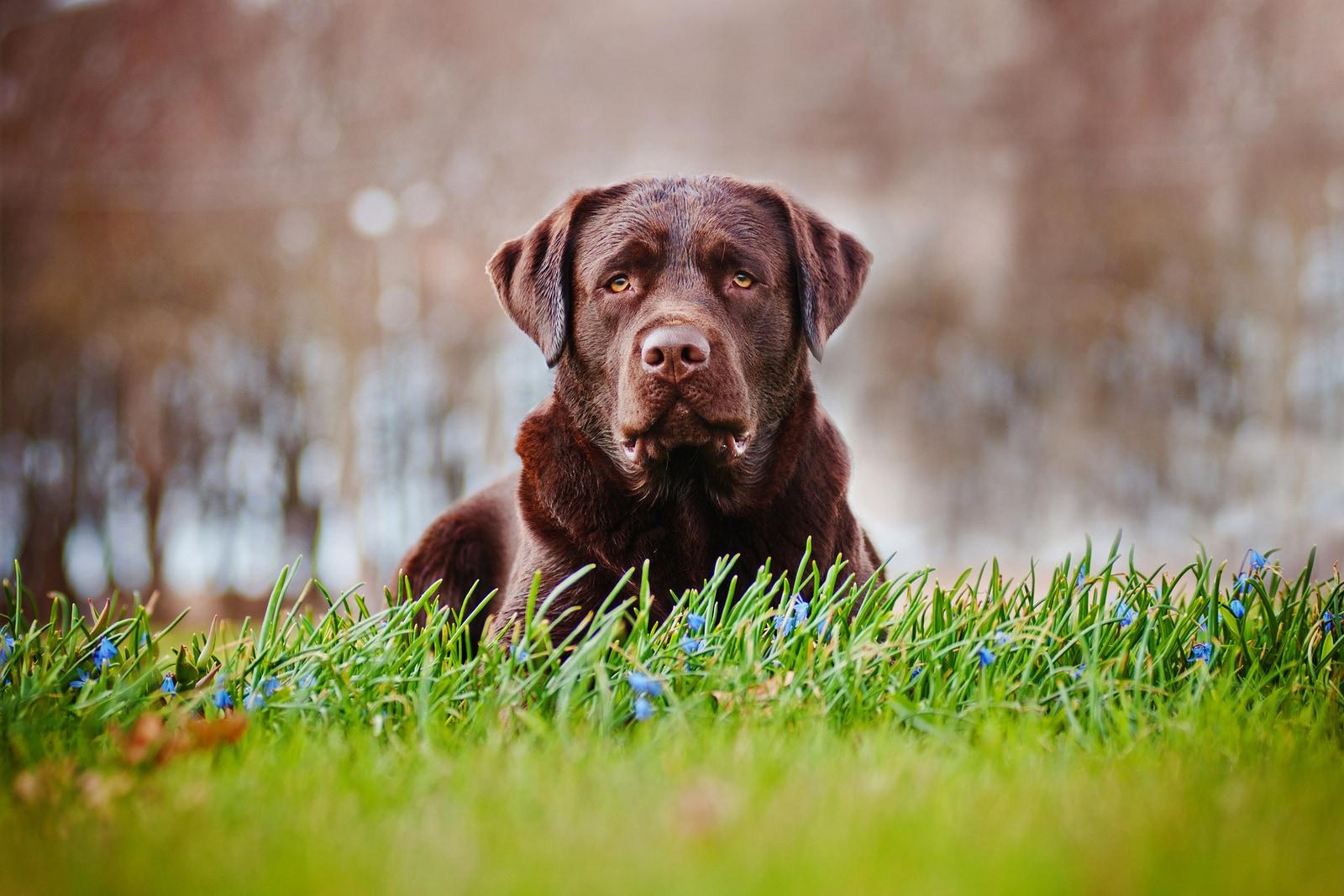 labrador-de-color-chocolate-tumbado-en-el-campo Un labrador mayor tumbado en el campo.