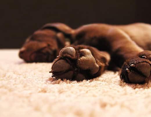 chocolate-labs-feet-SW Focus on chocolate lab's underside of his feet.