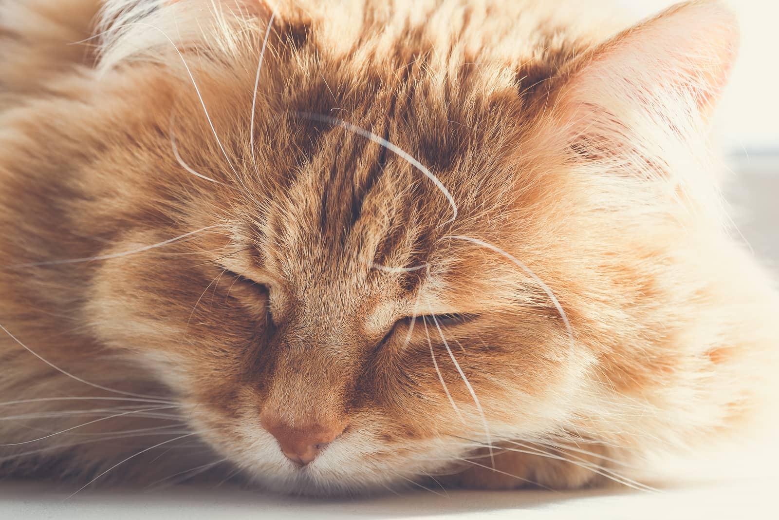 Gato naranja grande y sedoso dormido en el suelo Gato naranja grande y sedoso dormido en el suelo