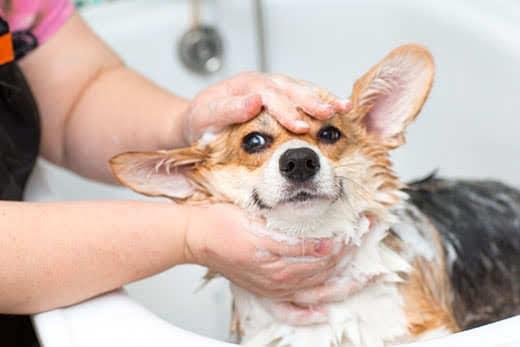 Un corgi, en mitad de un baño Un corgi, en mitad de un baño