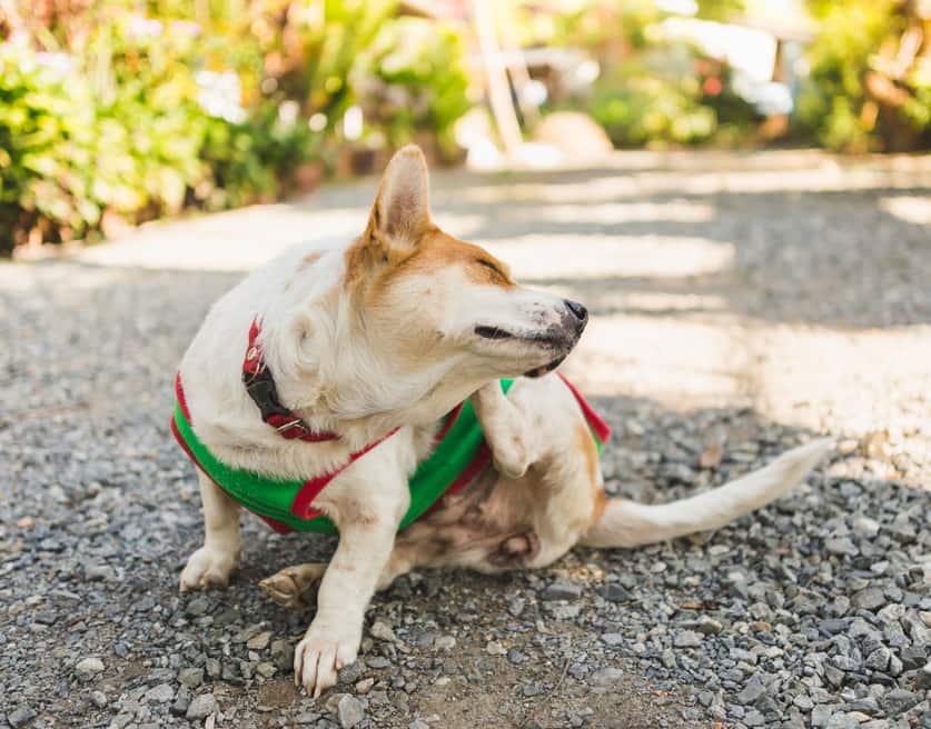 Un corgi con jersey verde se rasca la oreja.