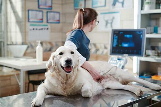 Doctora realizando una radiografía de un perro