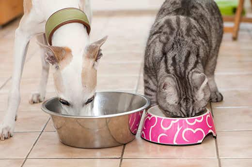 perro-y-gato-comiendo-de-sus-cuencos-en-la-cocina-SW Un galgo miniatura blanco y un gato con rayas grises comen uno junto al otro en la cocina