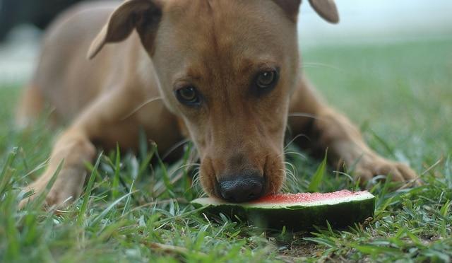 Perro marrón tumbado comiendo un trozo de sandía en la hierba