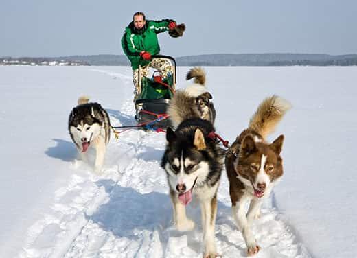 equipo-de-trineo-tirado-por-perros-en-paisaje-invernal Grupo de huskies tirando de un hombre y su trineo en un paisaje invernal.