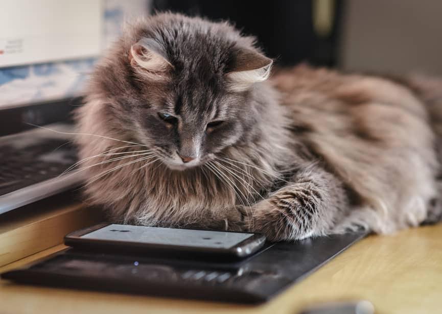 gato-peludo-mira-fijamente-el-móvil-SW Gato curioso investiga un smartphone