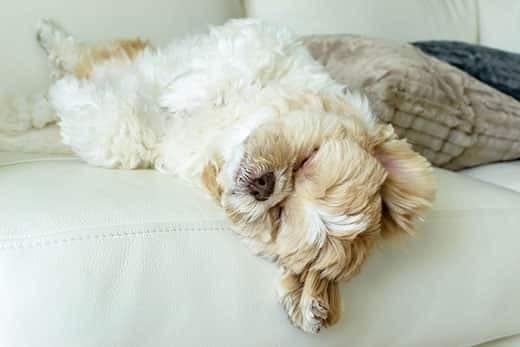 White and brown fluffy dog asleep on her back on the couch