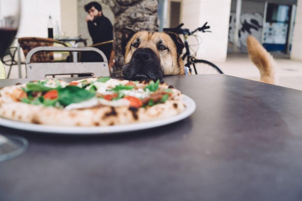 Divertida mascota hambrienta adorable de pie cerca de la mesa con una sabrosa pizza y esperando a que le den de comer, bonito perro mirando una deliciosa mozzarella italiana con tomates y albahaca en la terraza del restaurante Divertida mascota hambrienta adorable de pie cerca de la mesa con una sabrosa pizza y esperando a que le den de comer, bonito perro mirando una deliciosa mozzarella italiana con tomates y albahaca en la terraza del restaurante