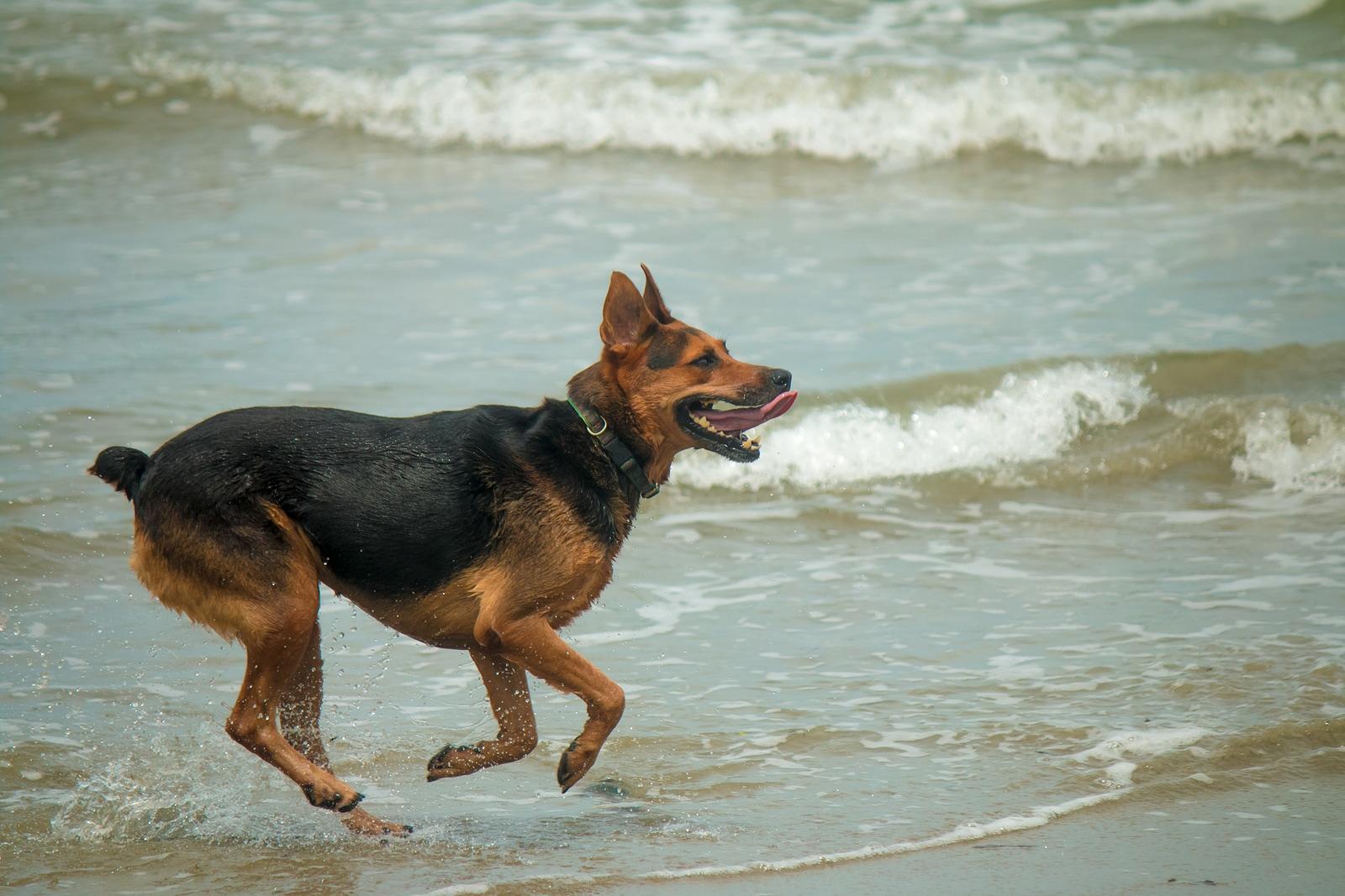 german-shepherd-at-beach German Shepherd running through shallow waves at the beach