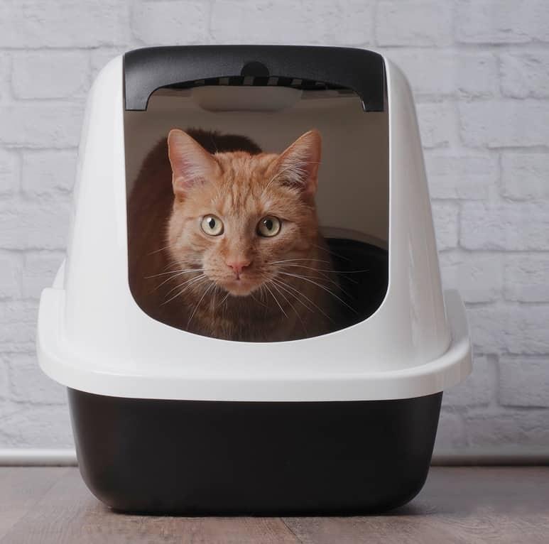 Gato blanco con collar azul bostezando.