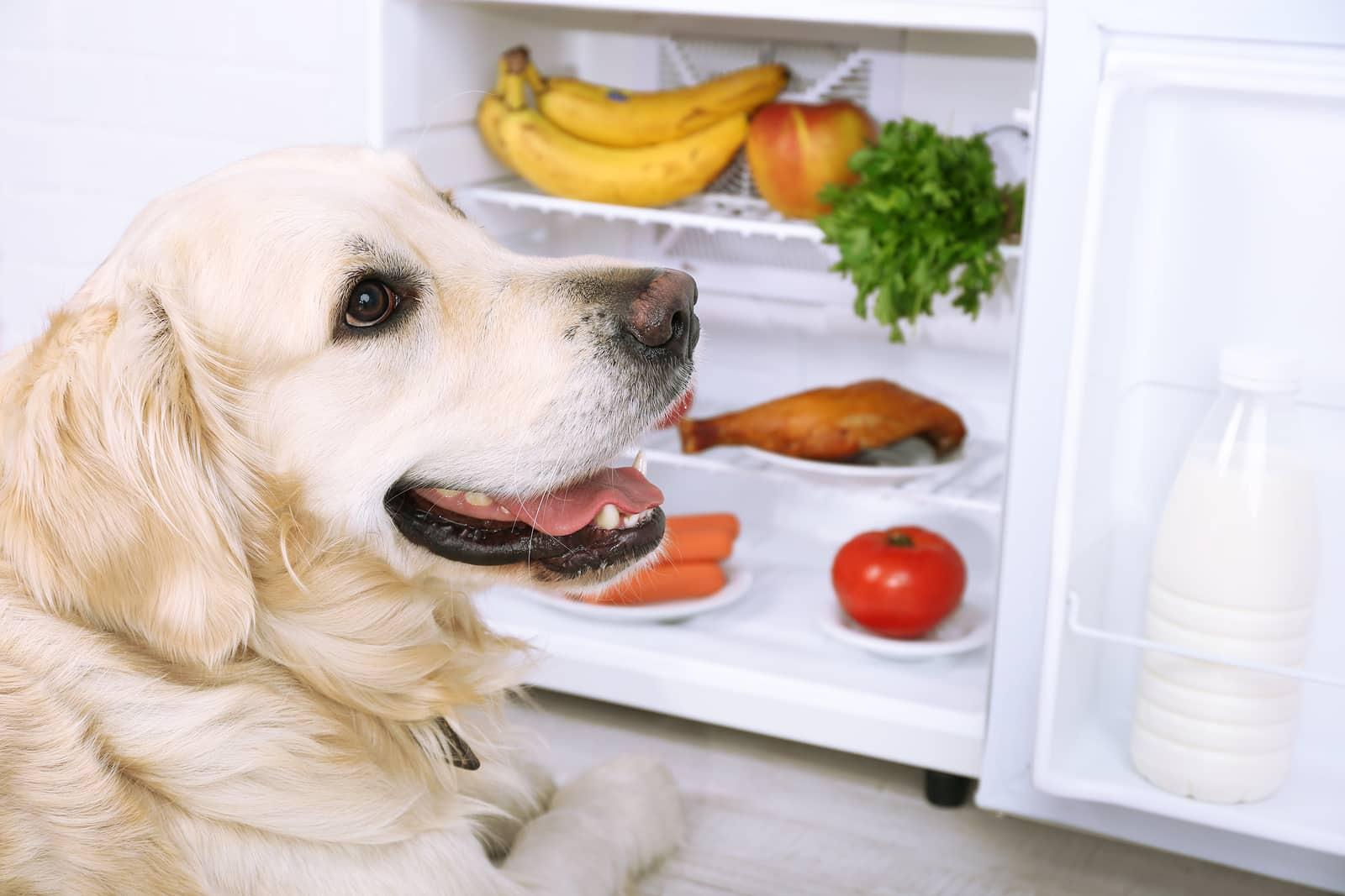 Un golden retriever, junto a un frigorífico abierto con fruta y verdura