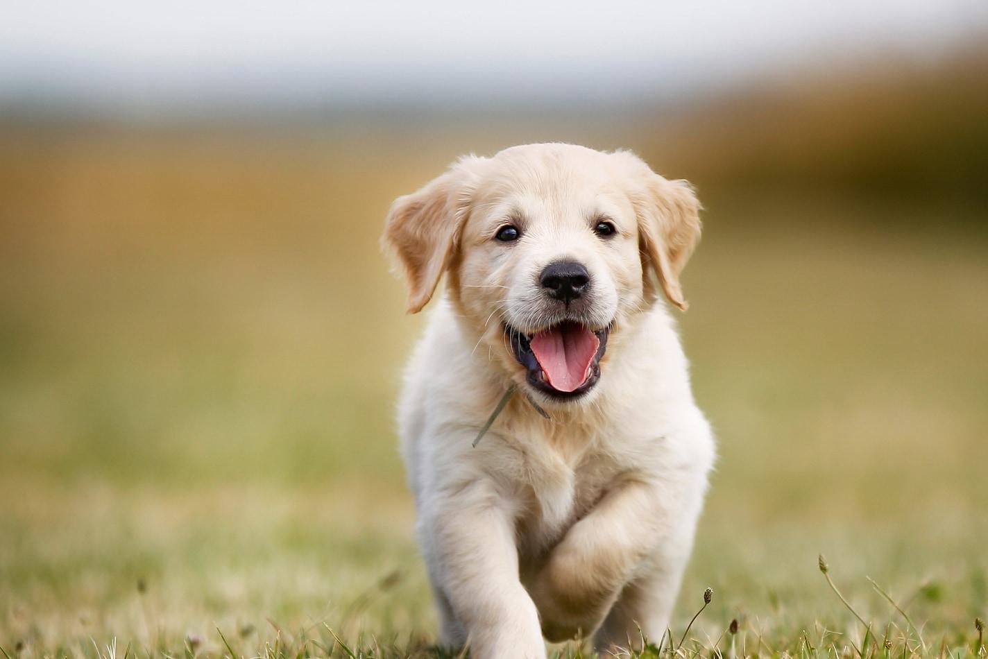cachorro-golden-retriever-corriendo-al-aire-libre Cachorro golden retriever sonriente corriendo al aire libre