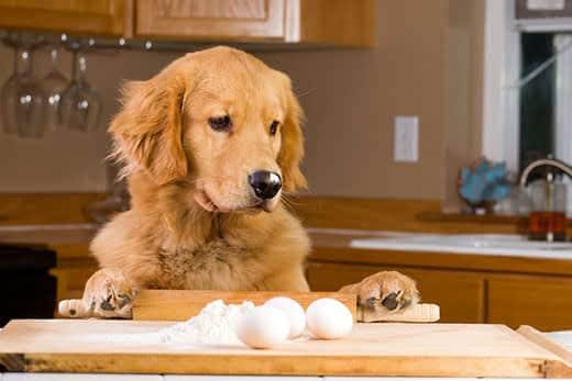Un golden retriever inspecciona la repisa de la cocina con los utensilios de hornear y los huevos fuera.