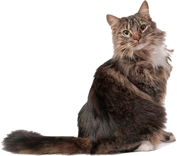 Bola de pelo de gato