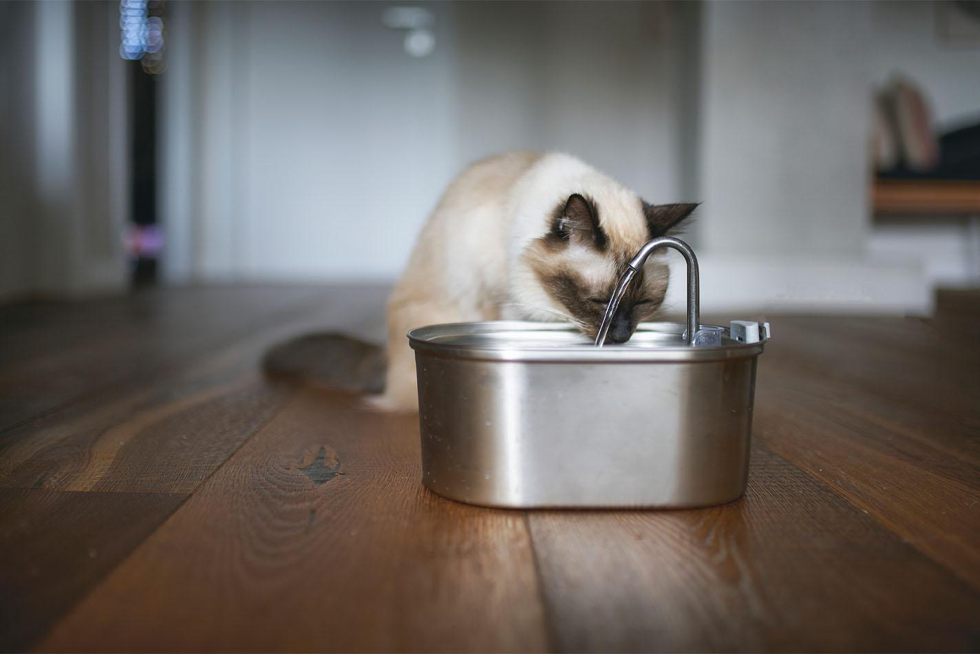 Un gato siamés inclinado, bebiendo de una pequeña fuente de agua plateada
