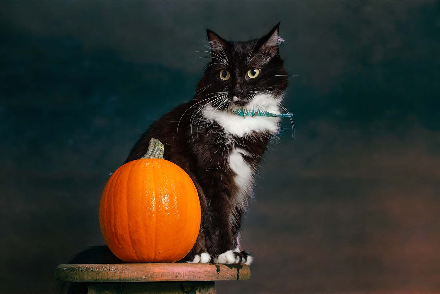 Un gato blanco y negro sentado en una mesita auxiliar junto a una calabaza de Halloween