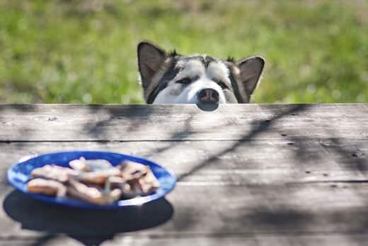 husky-asomando-la-nariz-por-encima-de-la-mesa-para-mirar-comida-SW Husky asomándose sobre una mesa de picnic para mirar la comida que hay en medio.