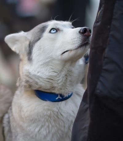 Un husky de ojos azules y con collar azul mira a su dueño.