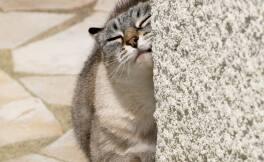 Start your cat with healthy scratching habits