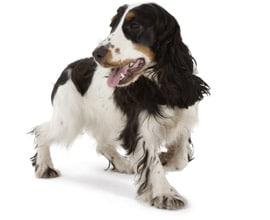 Cachorro sano Cachorro sano