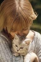 comida para gatos gatito pardo