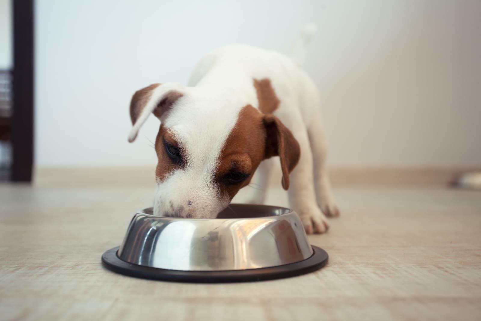 Cachorro de Jack Russell terrier comiendo de un cuenco.