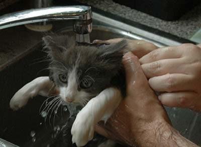 Un gato recibe un baño en un lavabo Un gatito de color gris y blanco recibe un baño en un lavabo.