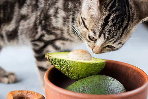 Gatito come un aguacate maduro. Enfoque suave. Gatito come un aguacate maduro. Enfoque suave.