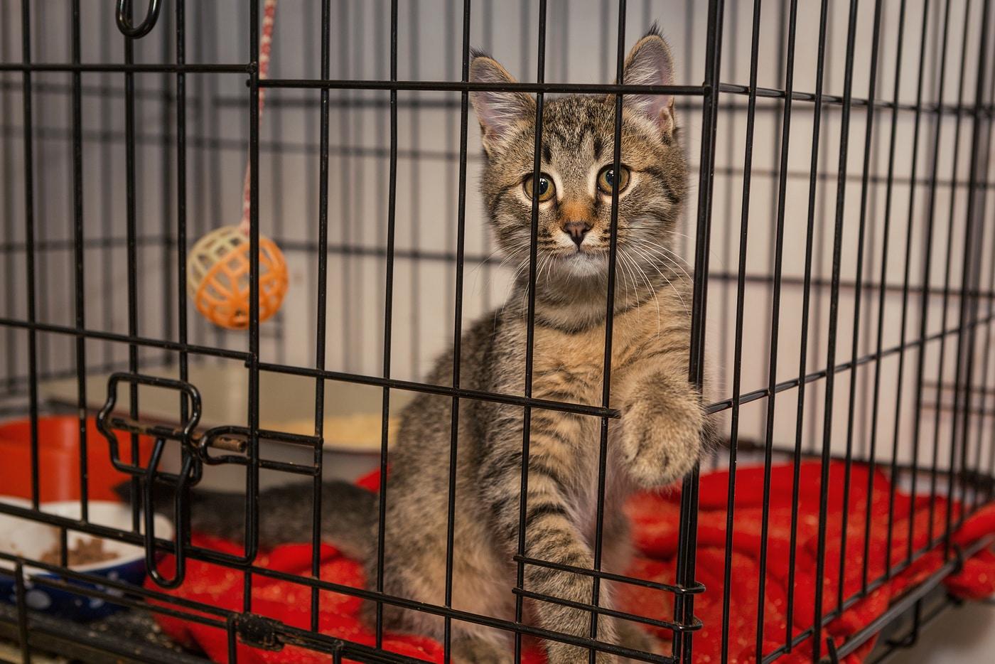 Little kitten in the shelter elegantly posing in a cage