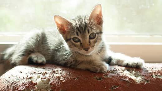 Kitten sitting on a sofa with rips and tears from a cat's scratch