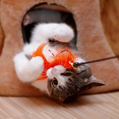 Brown and white kitten playing with orange feather cat toy.