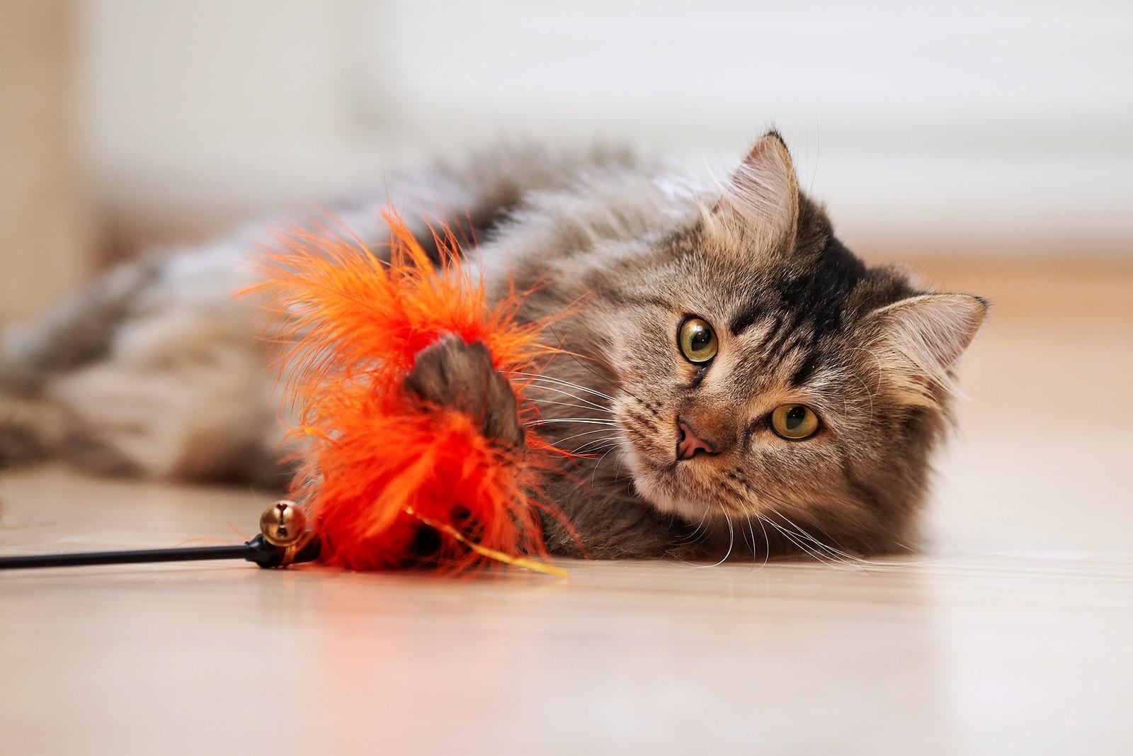maine-coon-jugando-con-un-juguete-de-plumas-naranja Maine Coon jugando con un juguete para gatos en el suelo.