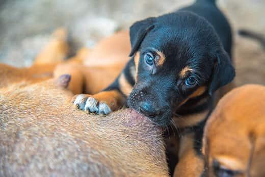 newborn-puppies-nursing-from-mother Cachorros recién nacidos amamantándose de la madre.