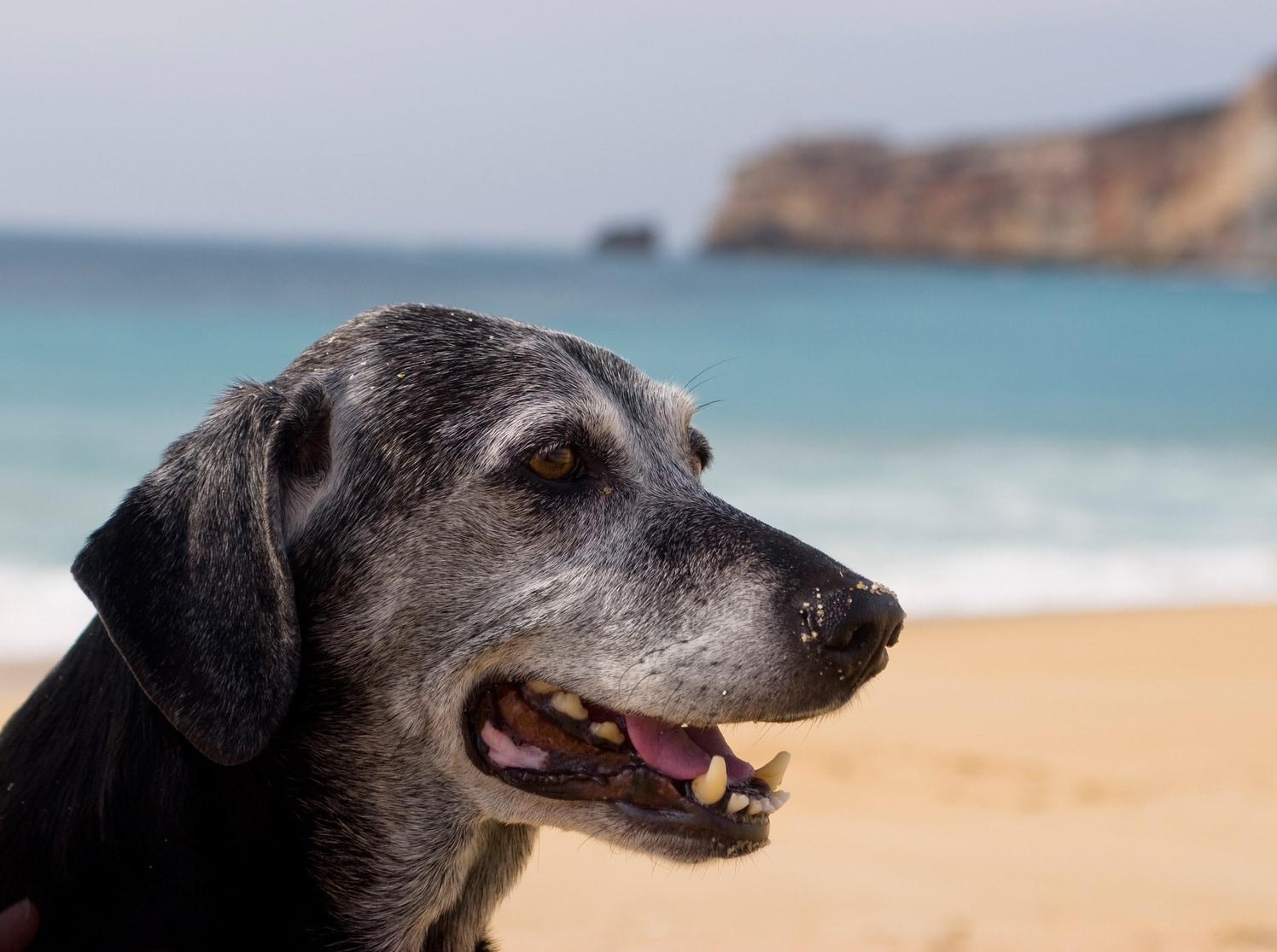 perro-mayor-en-la-playa Un perro negro mayor con hocico gris sentado en la playa con el océano en el fondo.