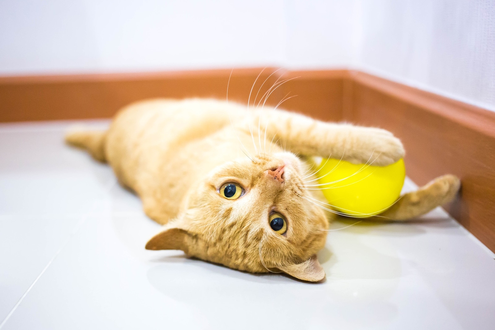 Orange tabby kitten lying down playing with yellow ball on floor