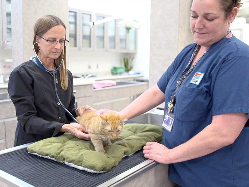 Veterinaria y técnica auscultando a un gatito naranja sobre una mesa.